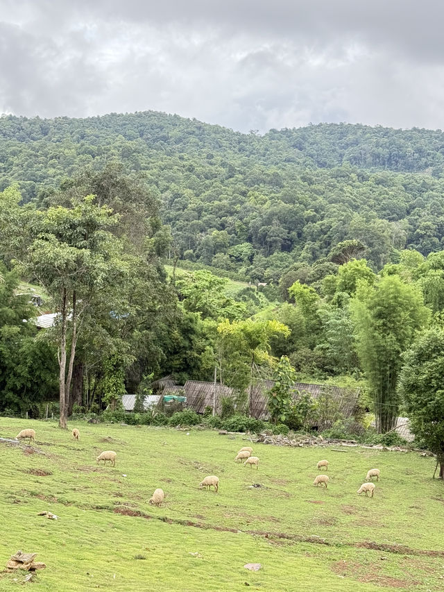 ฟาร์มแกะอัลปาก้า ม่อนแจ่ม 🐑