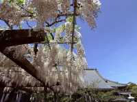 花開見佛-銚子妙福寺與來自京都的臥龍の藤