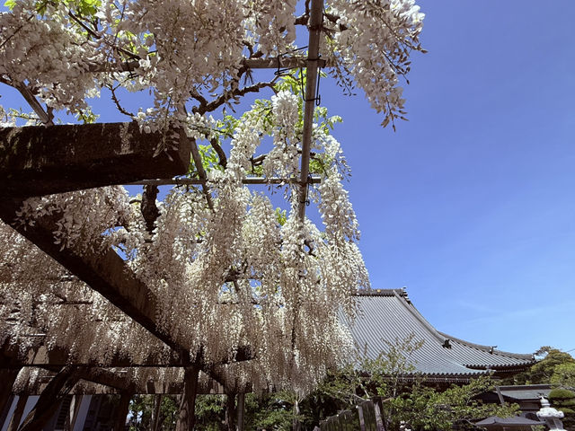 花開見佛-銚子妙福寺與來自京都的臥龍の藤