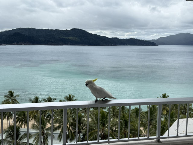 Hamilton Island trip: escape from the winter time