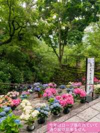 奈良の本気✨長谷寺あじさゐ回廊 今年は注意も！8枚目を見てね