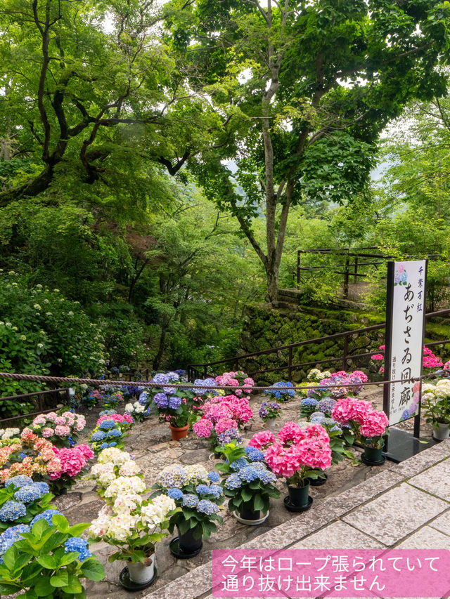 奈良の本気✨長谷寺あじさゐ回廊 今年は注意も！8枚目を見てね