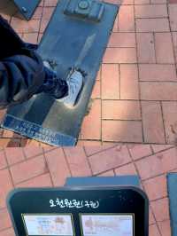 600년 넘은배롱나무가 살고있는💚 오죽헌