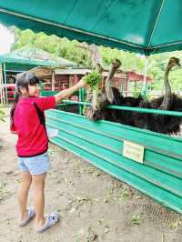 Big Birds & Big Smiles: Visiting Desaru Ostrich Farm