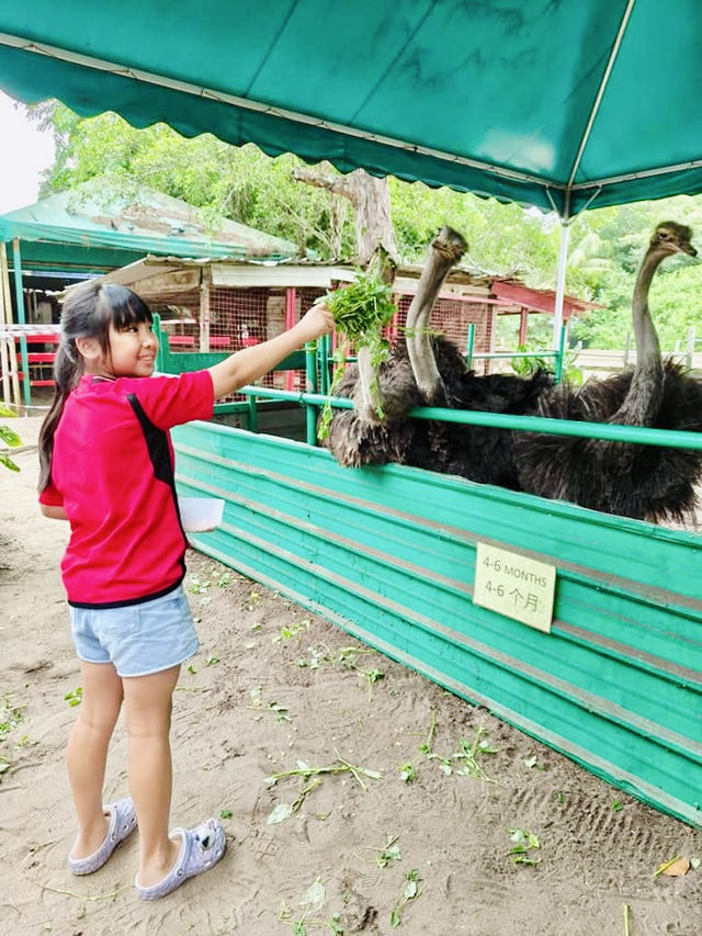 Big Birds & Big Smiles: Visiting Desaru Ostrich Farm