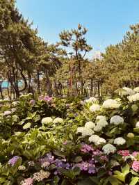 Songnim Park (송림공원), Busan: A Lush Retreat Famous for its Hydrangeas