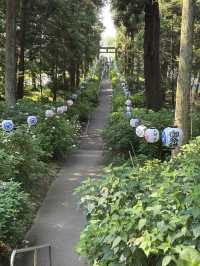磯山神社あじさいと夏祓い