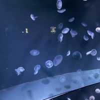 【東京/池袋🇯🇵】空飛ぶ水族館🦭サンシャイン水族館