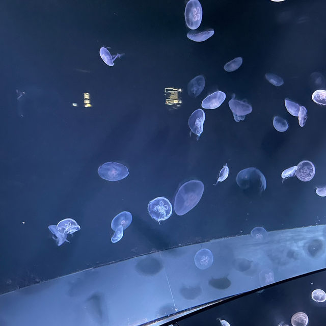【東京/池袋🇯🇵】空飛ぶ水族館🦭サンシャイン水族館