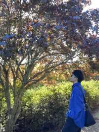 🌲陶波秘境公園｜Centennial Park 小眾森林系散步地，超出片還沒人