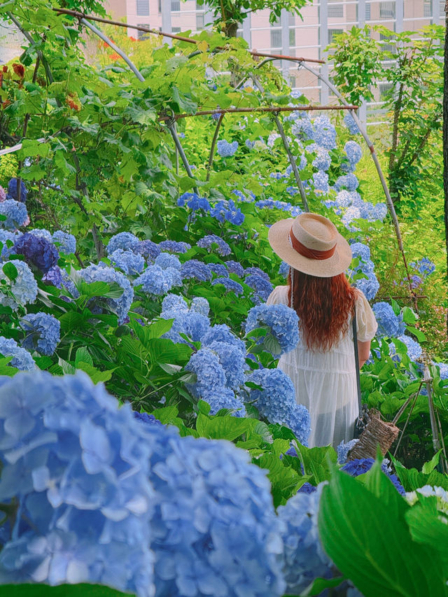 여름의 시작을 알리는 꽃 수국정원 부산근교 무료개방 ✅🌺