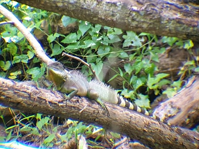 🌳 진짜 자연을 만나다, 태국 카오야이 국립공원 🐘🦌🦜