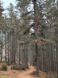 Wandering Phobjikha Valley