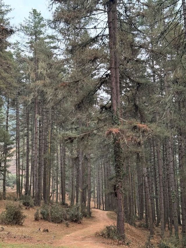 Wandering Phobjikha Valley