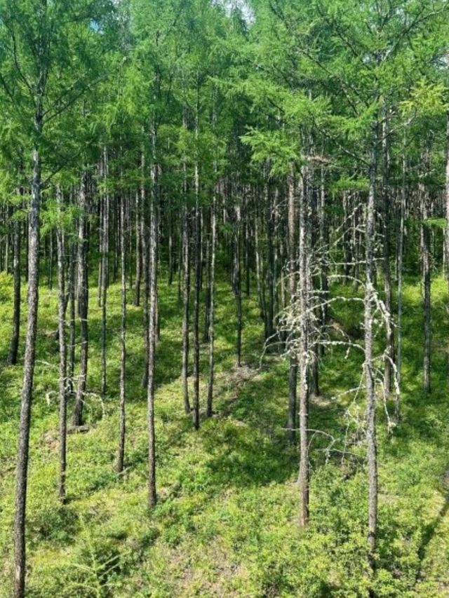 內蒙古5 天遊攻略🌳｜莫爾道嘎森林小火車📷