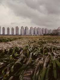 Forest City, Johor: A Solo Futuristic Escape – Where Green Meets Urban Utopia