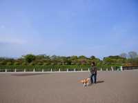 🌸 Walking Through History: A Peaceful Stroll at Goryōkaku Park