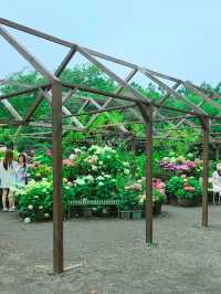 🩷 山茶花之丘  Camellia Hill 카멜리아힐 💜