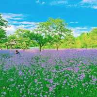 潼湖濕地公園•鳥語花香的自然