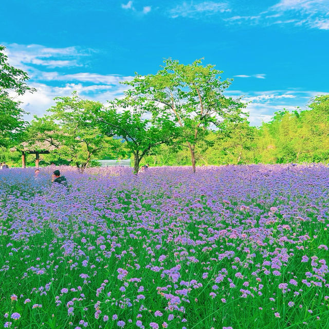 潼湖濕地公園•鳥語花香的自然