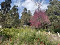 Lijiang Ancient Town in December