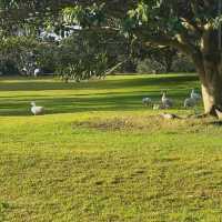Centennial Parklands