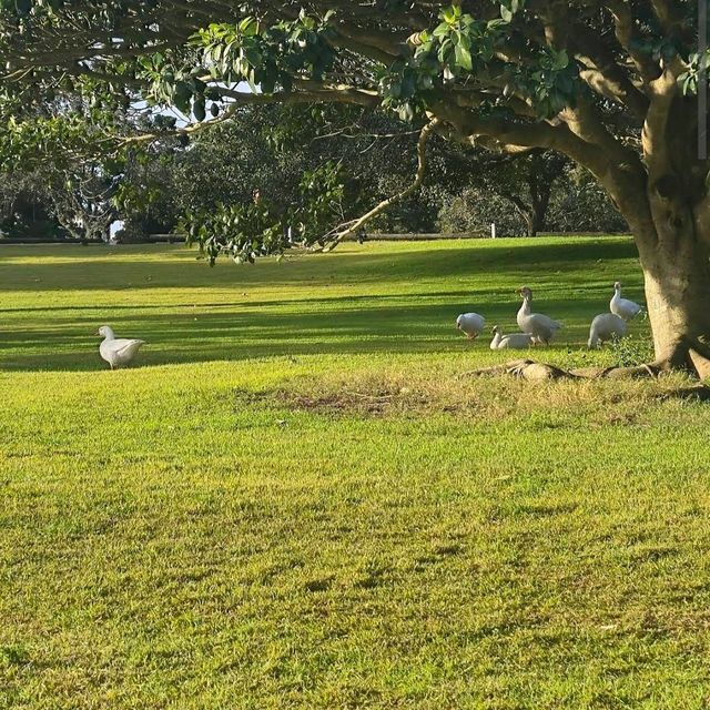 Centennial Parklands
