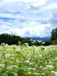 【夏旅×信州2泊3日】  一面の蕎麦の花  青空とのコントラストが絶景