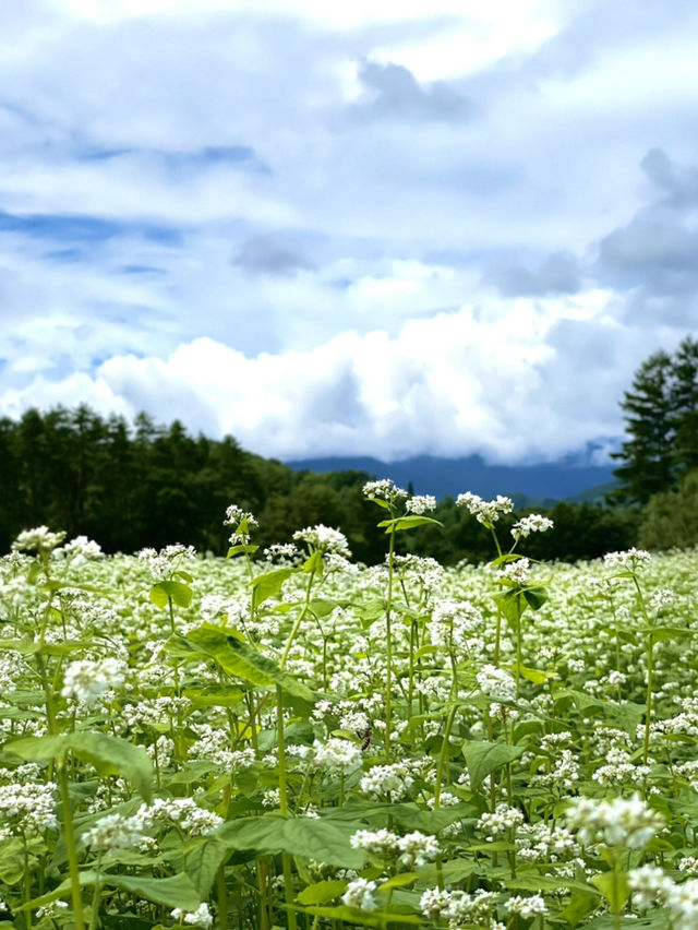 【夏旅×信州2泊3日】  一面の蕎麦の花  青空とのコントラストが絶景