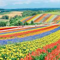 【圧倒的スケール🪻💐】富良野