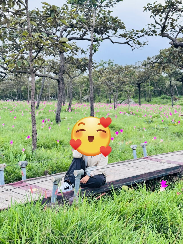ดอกกระเจียวบาน 