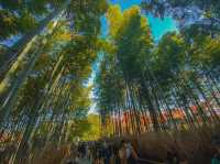🌿 รีวิว Arashiyama & ป่าไผ่ 