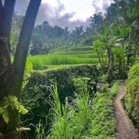 Tegallalang Rice Terrace, Ubud, Bali
