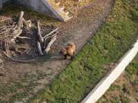 🐻 Relaxed Moments at Bern’s BearPark – Watching the City Symbol