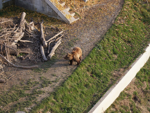🐻 Relaxed Moments at Bern’s BearPark – Watching the City Symbol