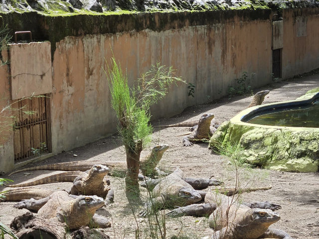 Komodo Dragons at Surabaya Zoo: A Wild Sight! 🦎🍖