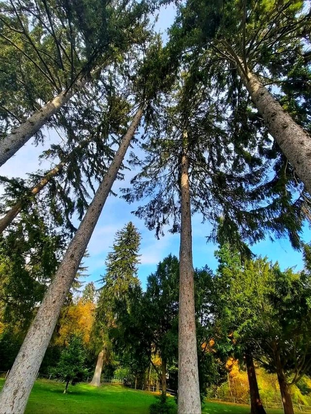 Lainzer Tiergarten, Vienna: A Forest Escape with Wild Charm 