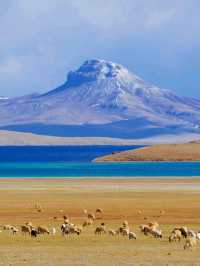 Wild and Free at Changtang Nature Reserve
