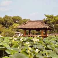 **"Semiwon Garden: A Secret Han River Oasis – A Solo Traveler’s Floral Paradise"** 🌸🌊   