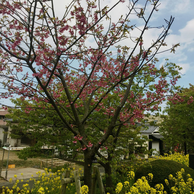 河津櫻