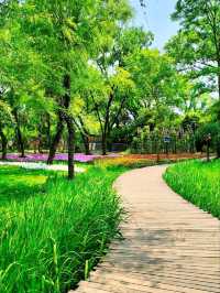 The Wetland That Taught Hangzhou to Breathe