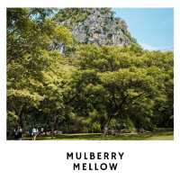🌿 Mulberry Mellow – คาเฟ่กลางสวนมัลเบอร์รี่ในฝัน