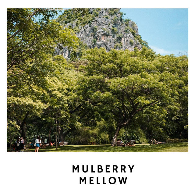 🌿 Mulberry Mellow – คาเฟ่กลางสวนมัลเบอร์รี่ในฝัน