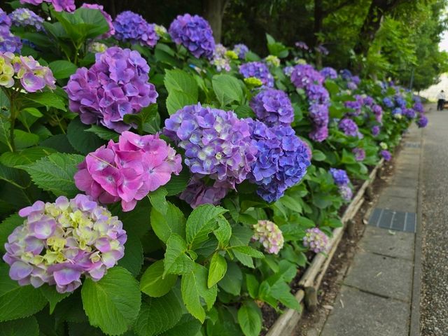 ชมดอกไฮเดรนเยียที่สวยงามของเมืองคะริยะ