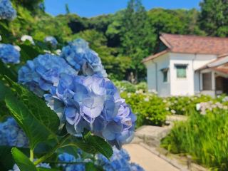 Explore the hidden flower sea: the hydrangea paradise of Yuezhao Temple 🌸