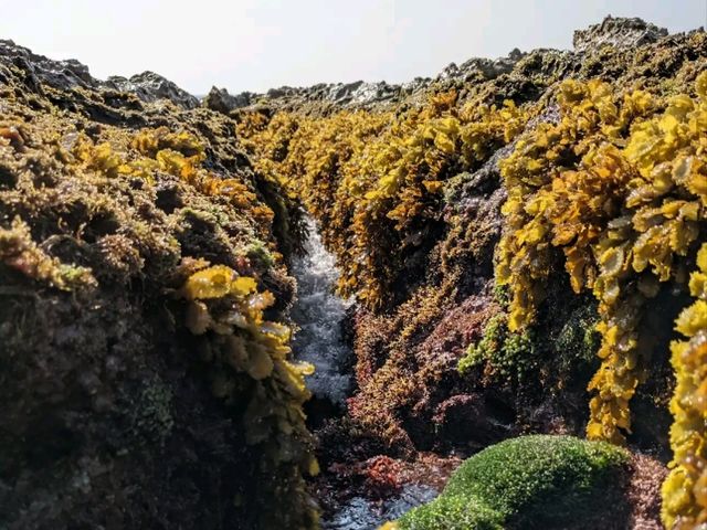 🌊 藍天碧海間的勇者試煉｜小琉球「厚石魚澳」浮潛天堂與跳海熱點