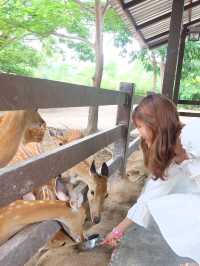 ฮีลใจกับสัตว์แสนน่ารักที่ Alpaca Hill 🦉🌿
