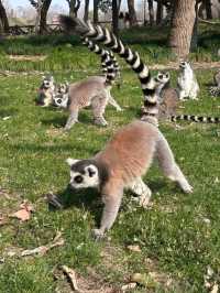 Shanghai Zoo Guide 🐼🌿