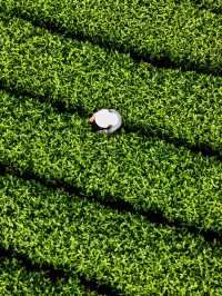 Anji Tea Plantation – A Serene Escape into Hangzhou’s Green Tea Paradise