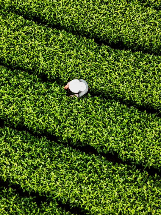 Anji Tea Plantation – A Serene Escape into Hangzhou’s Green Tea Paradise